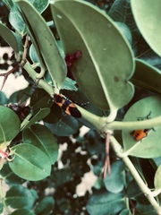 Oncopeltus fasciatus