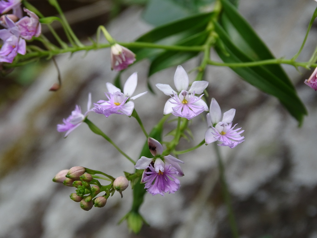 Epidendrum caligarium