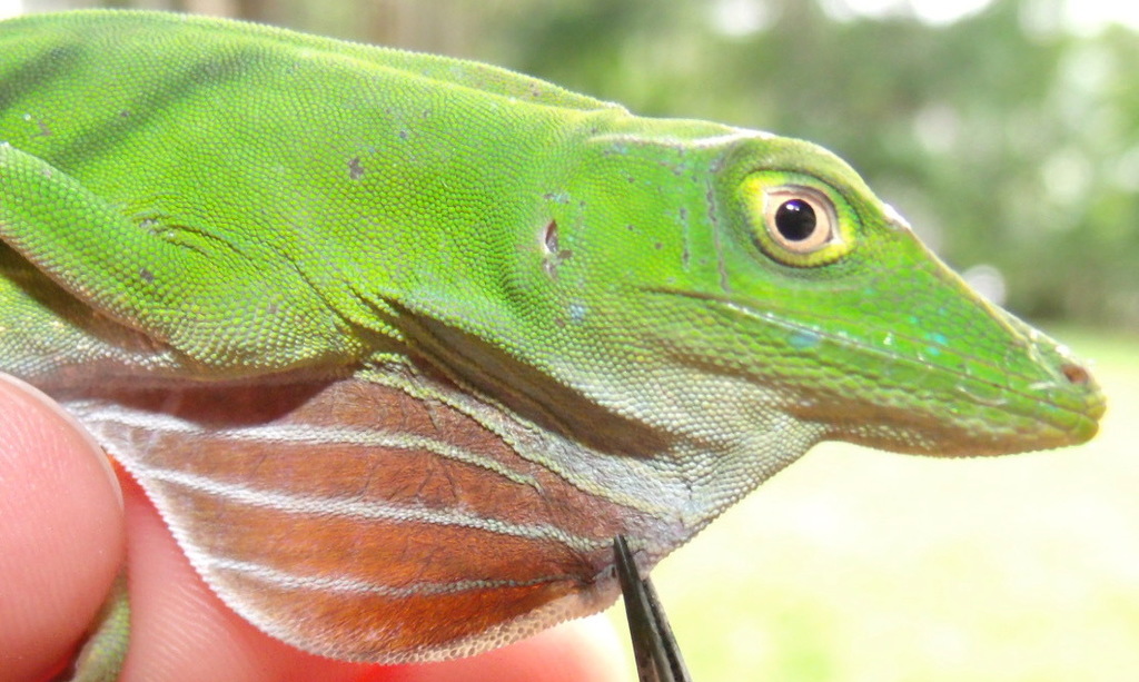 Purple Anole