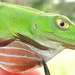 Purple Anole - Photo (c) John G. Phillips, some rights reserved (CC BY-NC), uploaded by John G. Phillips