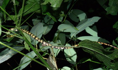 Siphlophis cervinus