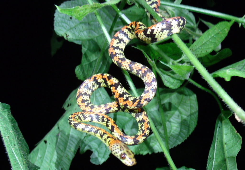 Panama Spotted Night Snake