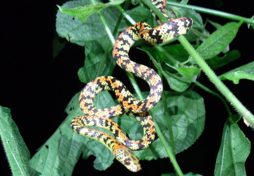 Panama Spotted Night Snake