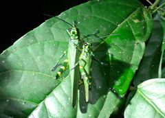 Chromacris psittacus