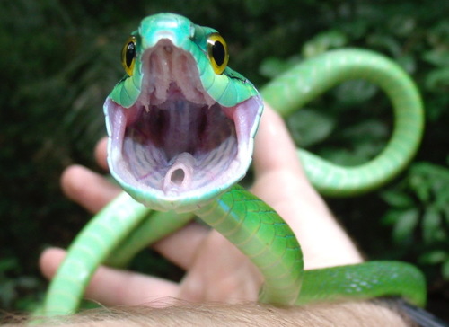 Western Parrot-Snake