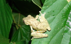 Scinax boulengeri