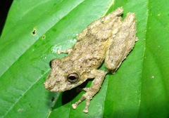 Scinax boulengeri
