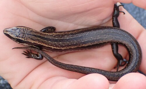New Zealand Grass Skink, Long Bay, New Zealand, photo 8 of 10