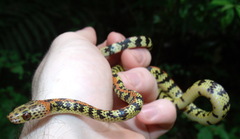 Siphlophis cervinus