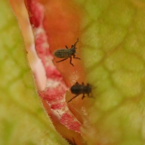Thecabius populimonilis