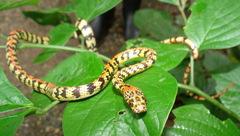 Siphlophis cervinus