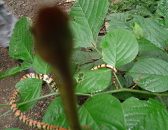 Siphlophis cervinus
