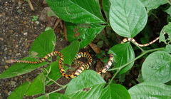 Siphlophis cervinus