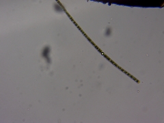 Nostocales