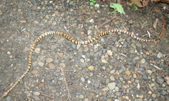 Siphlophis cervinus