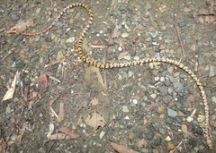 Siphlophis cervinus