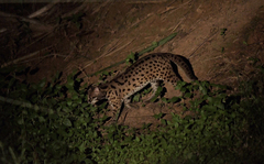 Prionailurus javanensis