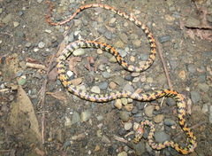Siphlophis cervinus