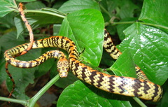 Siphlophis cervinus