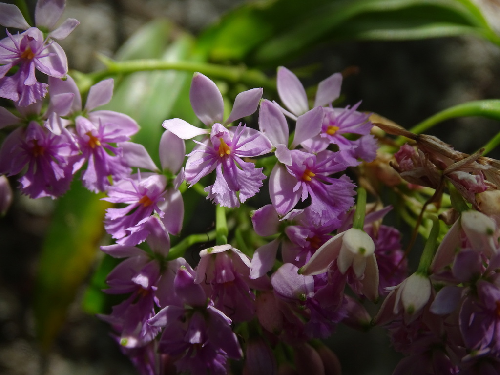 Epidendrum caligarium