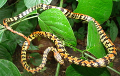 Siphlophis cervinus