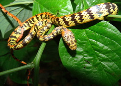Siphlophis cervinus