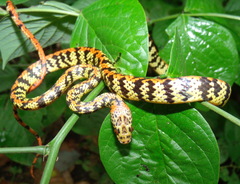 Siphlophis cervinus