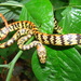 Panama Spotted Night Snake - Photo (c) John G. Phillips, some rights reserved (CC BY-NC), uploaded by John G. Phillips