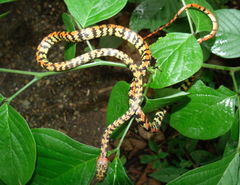 Siphlophis cervinus