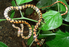 Siphlophis cervinus