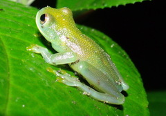 Cochranella granulosa