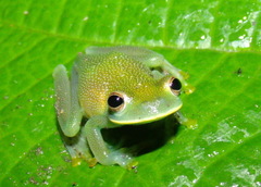 Cochranella granulosa