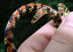 Siphlophis cervinus