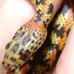 Siphlophis cervinus
