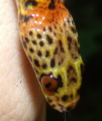 Siphlophis cervinus