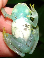 Cochranella granulosa