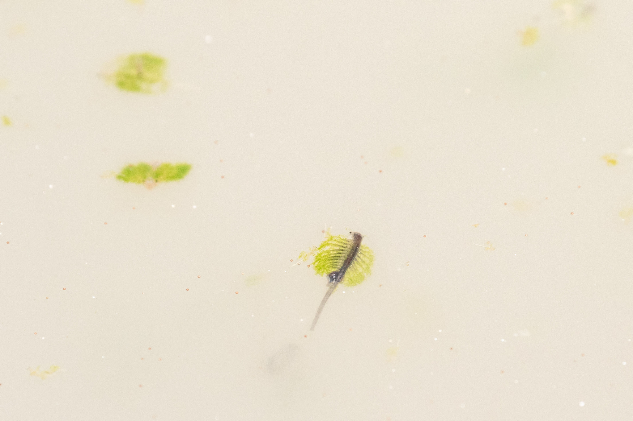 Artemia monica Verrill, 1869