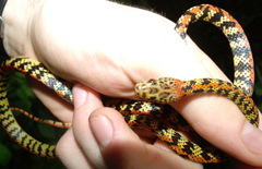 Siphlophis cervinus