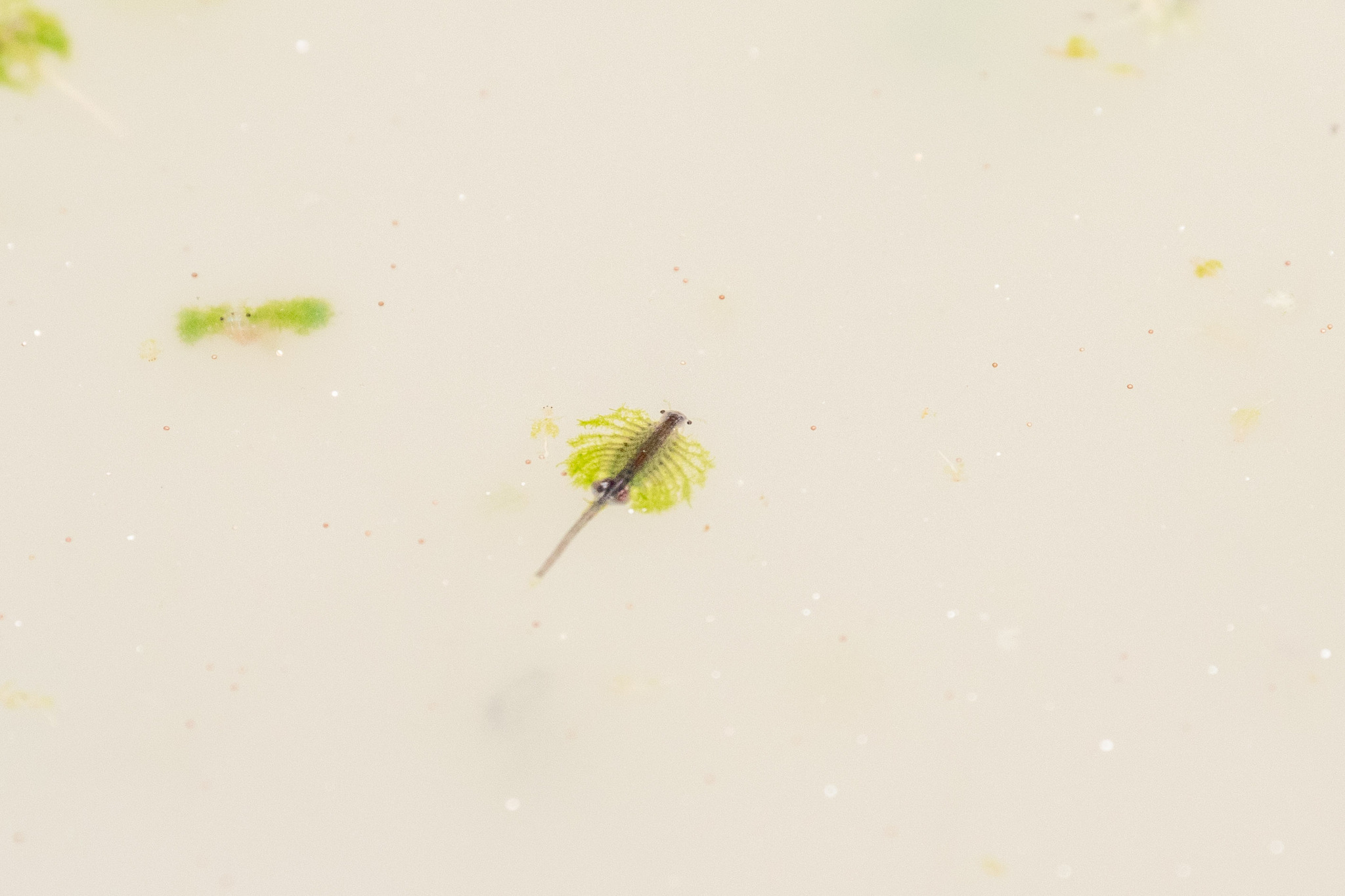 Artemia monica Verrill, 1869