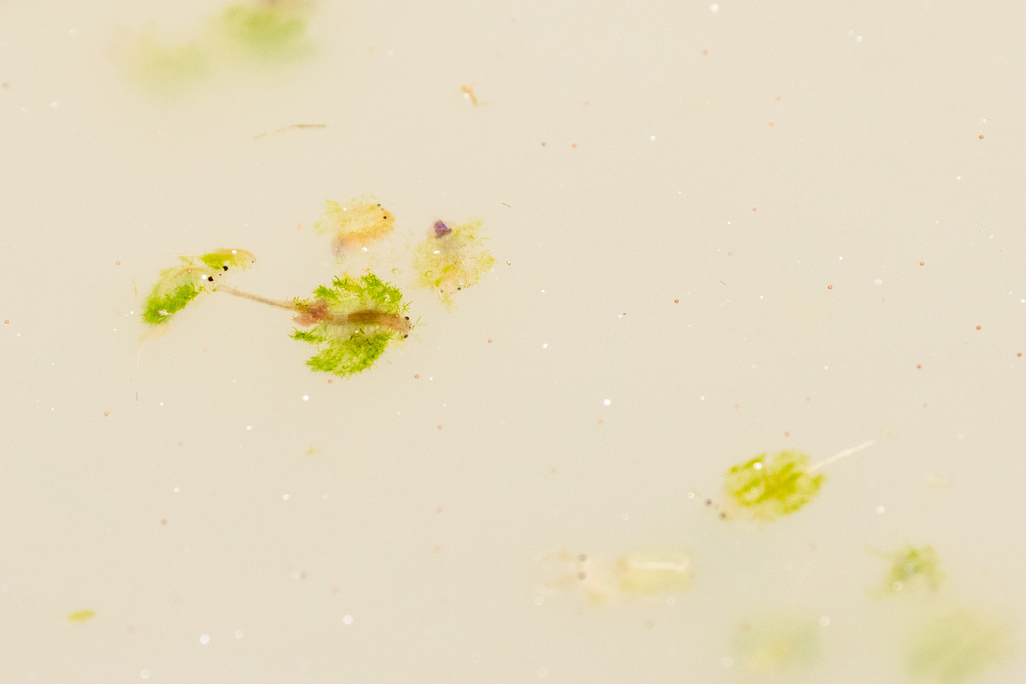 Artemia monica Verrill, 1869