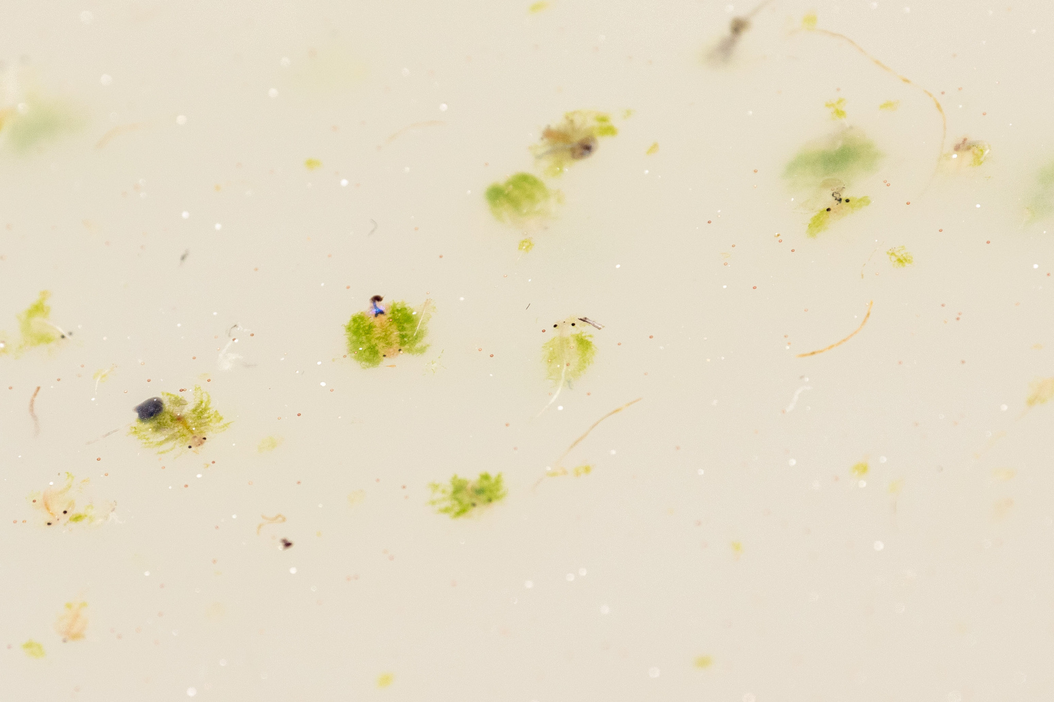 Artemia monica Verrill, 1869