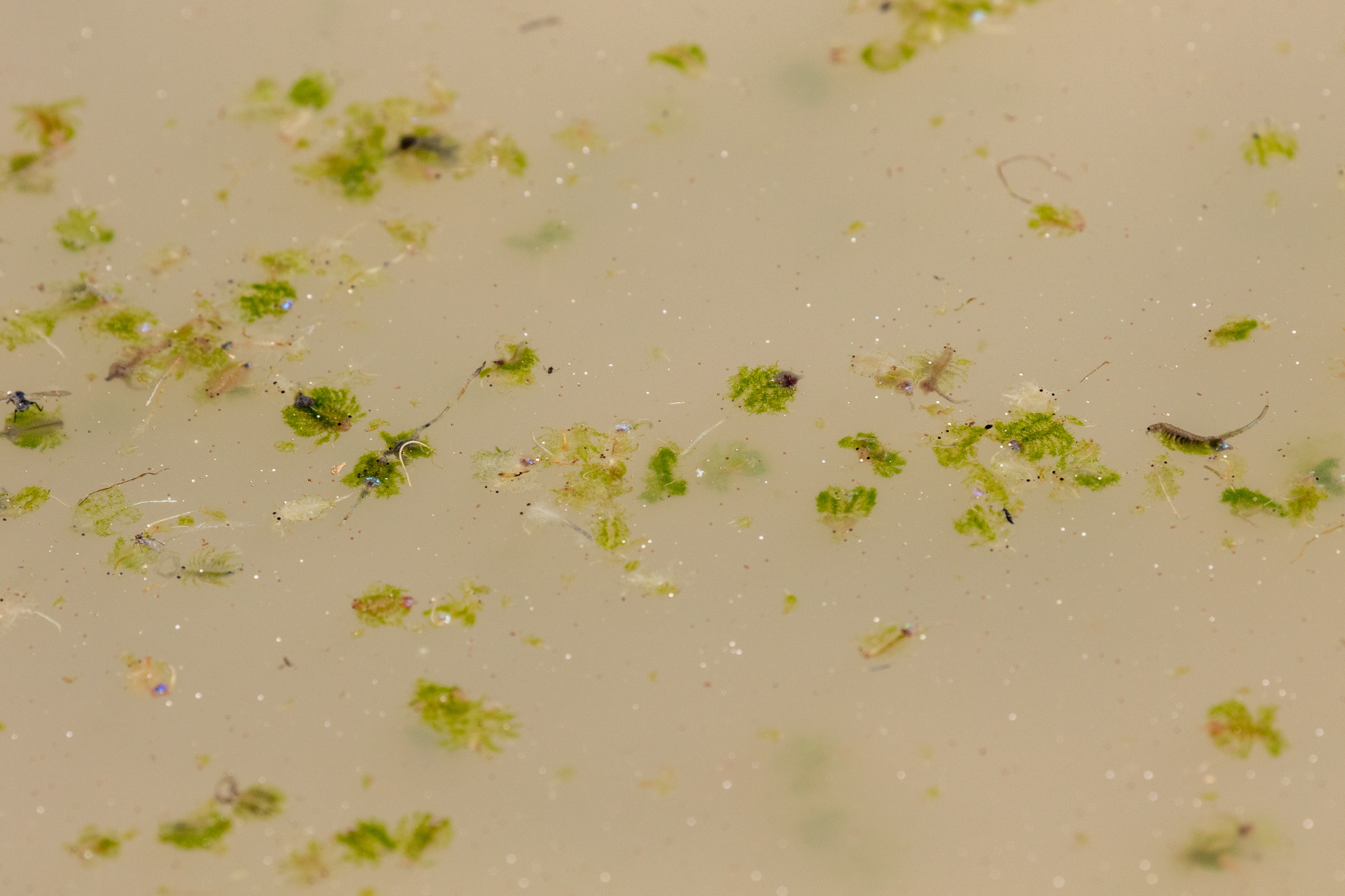 Artemia monica Verrill, 1869