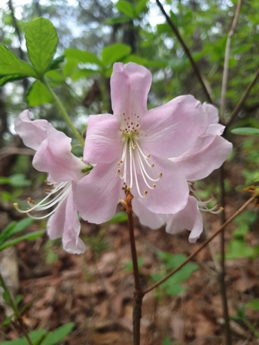 Rhododendron schlippenbachii