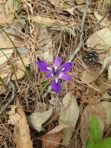 Image of Iris rossii by (c) Hugo, some rights reserved (CC BY)