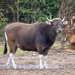 Banteng - Photo (c) Mark Sikking, some rights reserved (CC BY-NC-ND), uploaded by Mark Sikking