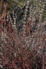 Trichostema lanatum