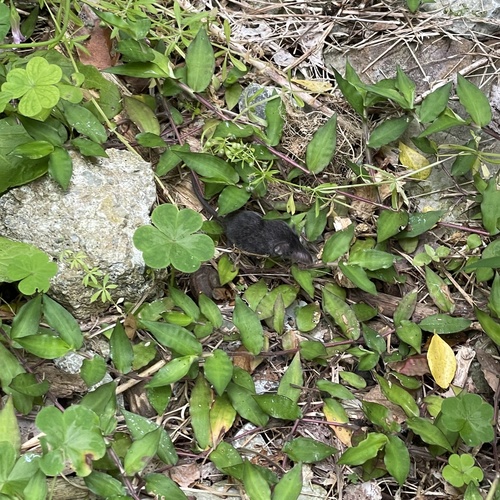 Lesser Ryukyu Shrew