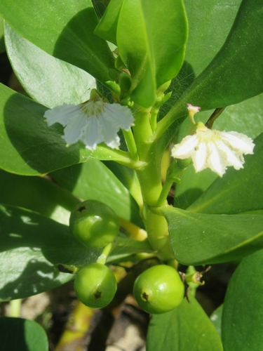 coastal inkberry