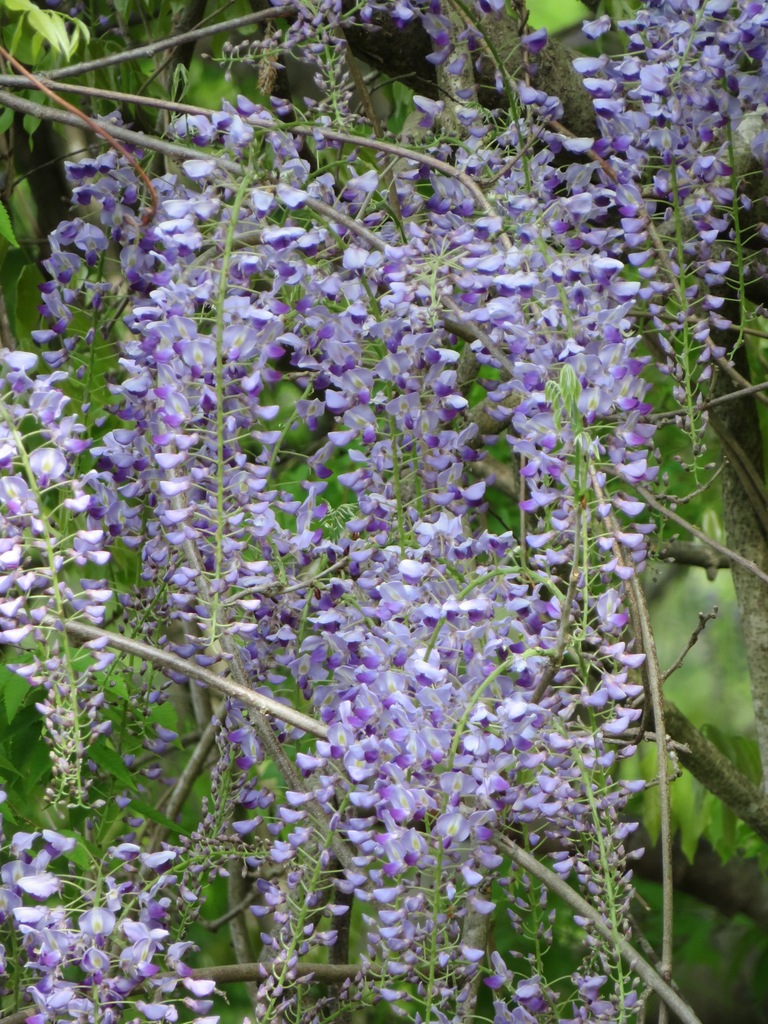 Wisteria floribunda, Kamiakadakumi, Hanno, Saitama 357-0125, Japan