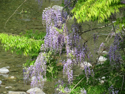 Wisteria floribunda